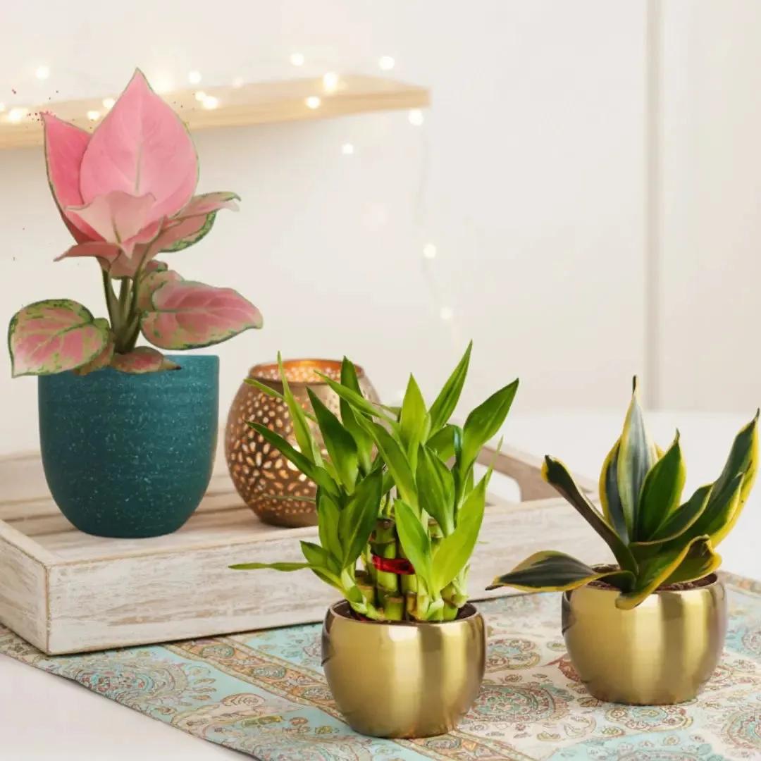Indoor