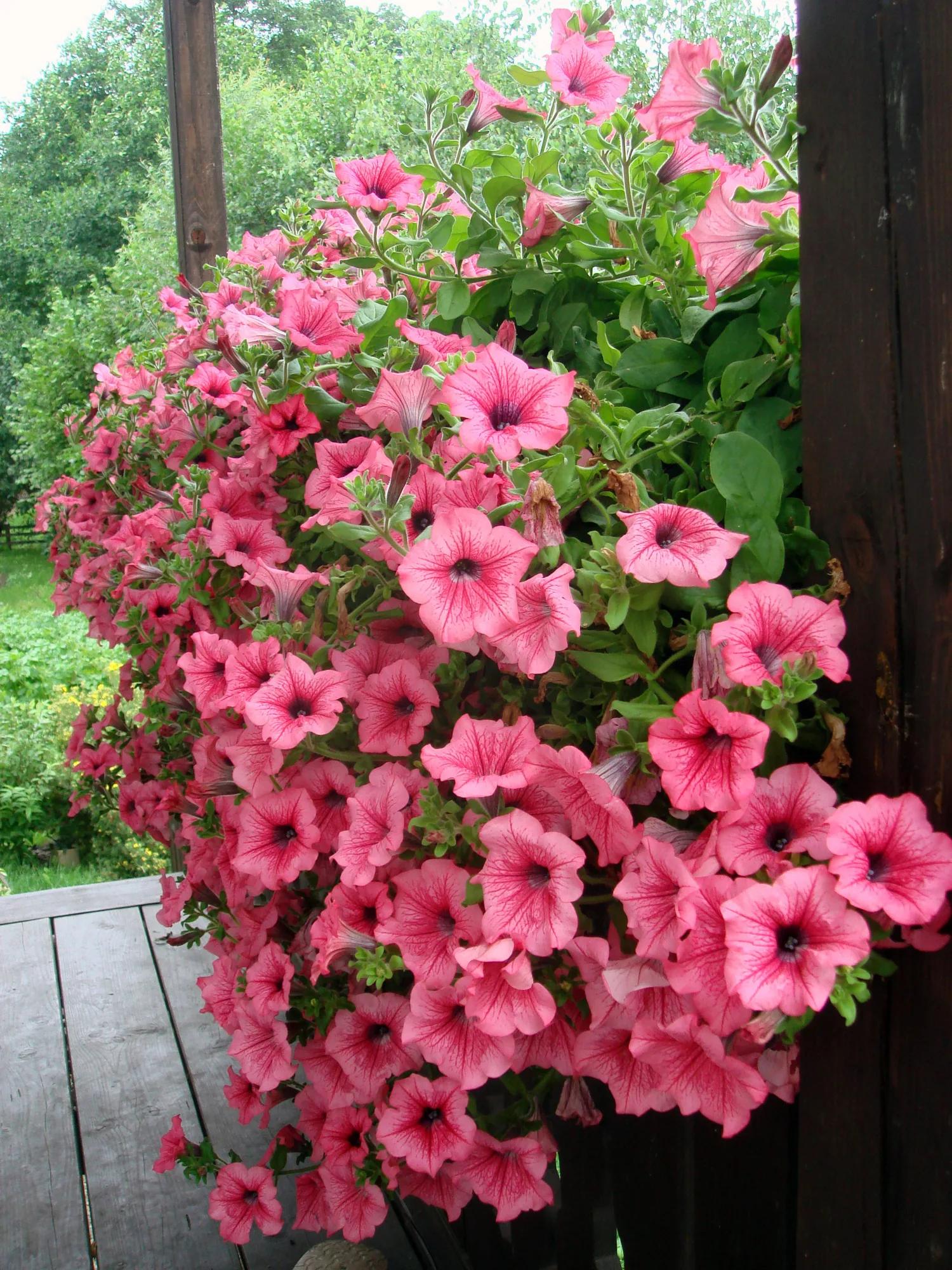 Ornamental Plants