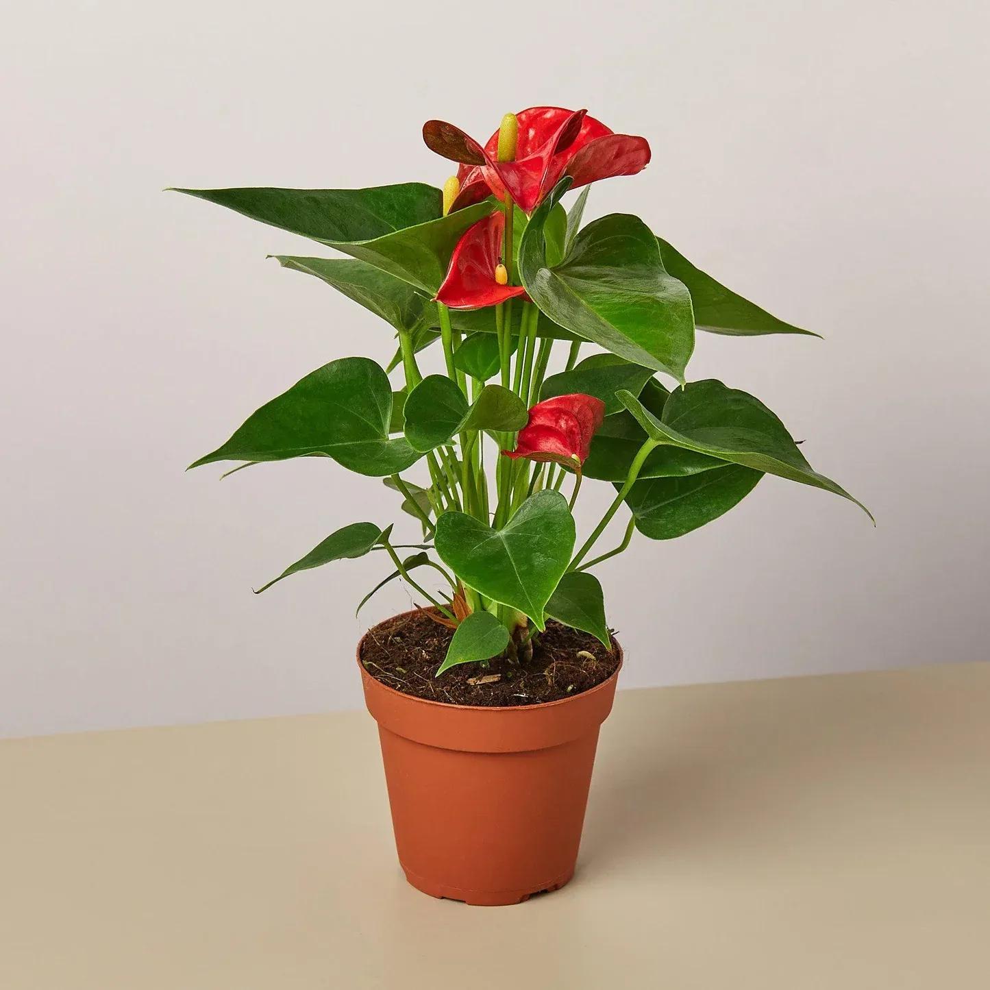Anthurium plant in a plain terracotta-coloured plastic pot, standing on a neutral surface against a light background.