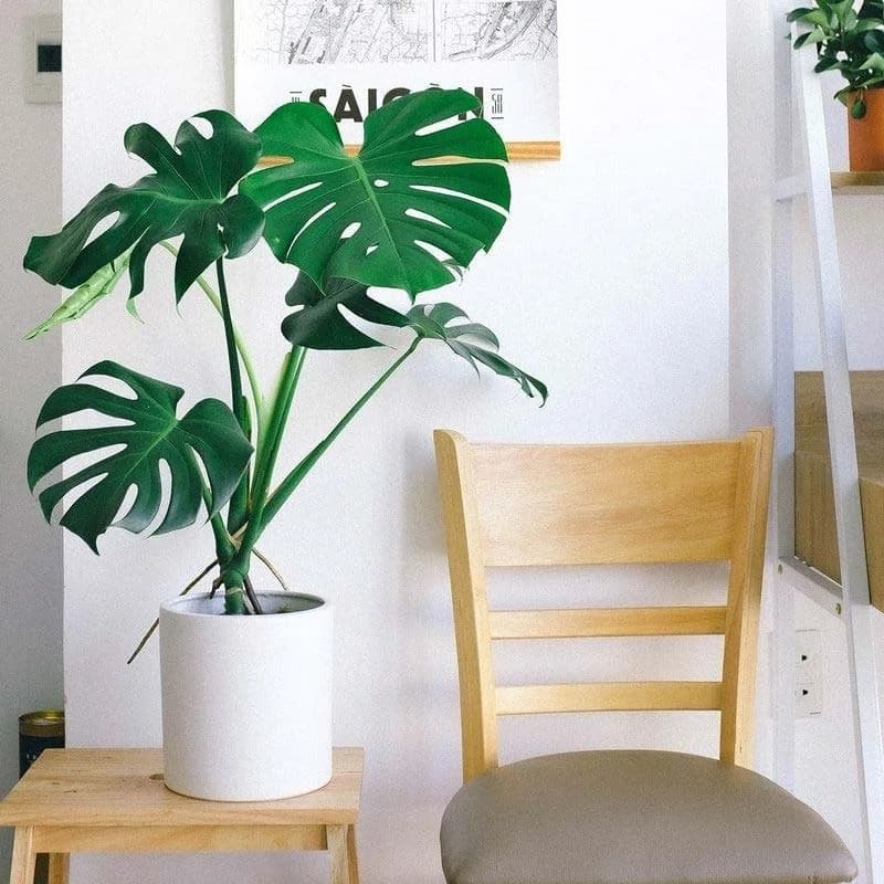 Monstera Deliciosa Swiss Cheese Plant - Image 2