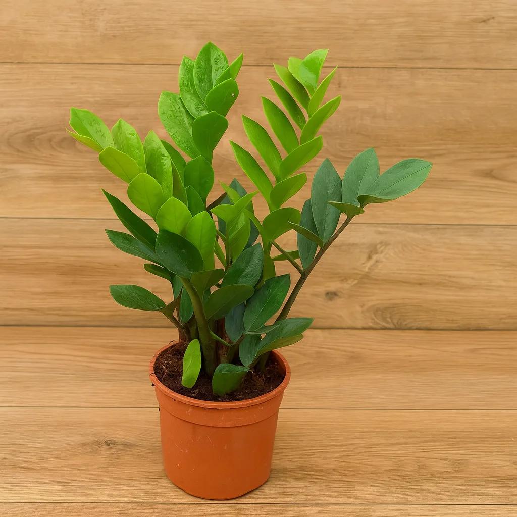 Full view of a ZZ plant in a terracotta-colored pot against a light wood grain background.