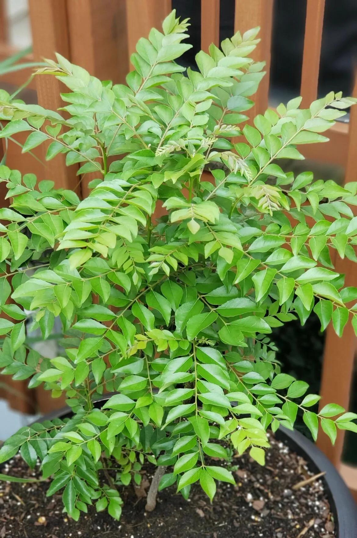 A close-up view of a lush green curry leaf plant with healthy, pinnate leaves in a dark pot.