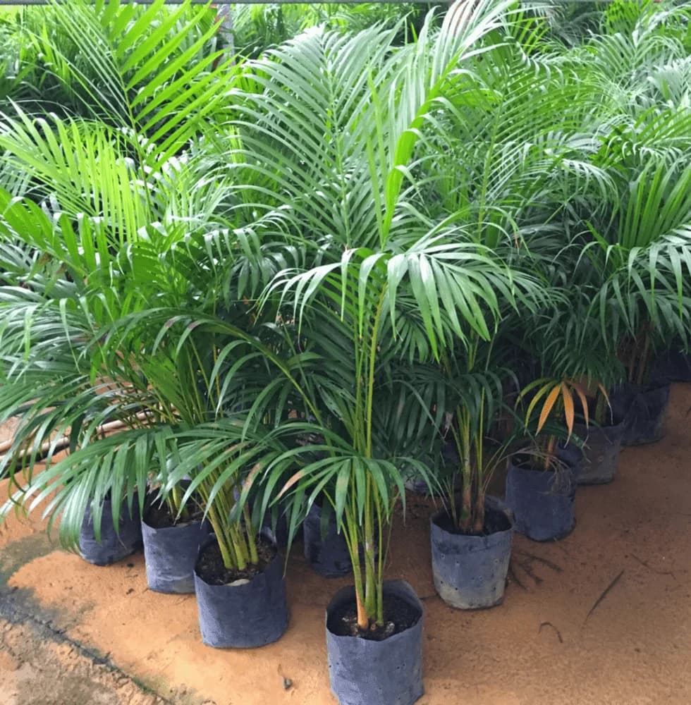 Areca Palm Plant – Live Indoor Air-Purifying Plant - Image 2