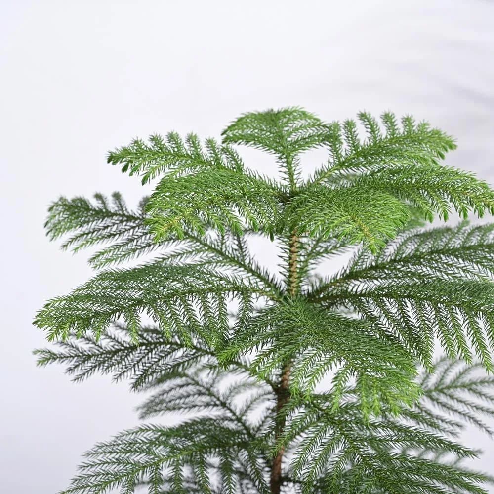 Close-up of vibrant green, needle-like foliage on an Araucaria cookii plant against a plain white background.