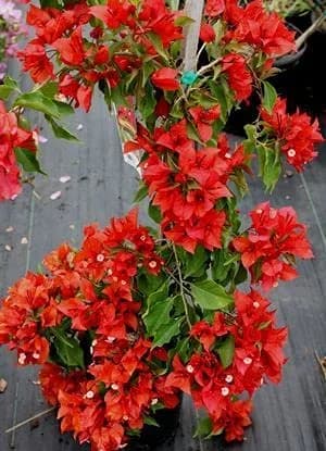 A potted bougainvillea shrub filled with many bright red flowers.