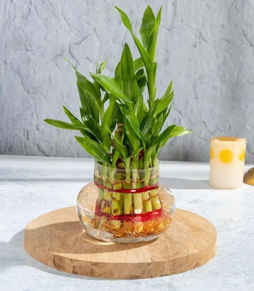 Lucky Bamboo plant with green leaves and stems in a clear glass vase on a wooden surface.