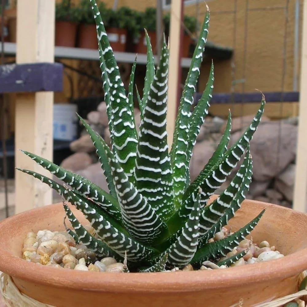 Zebra Haworthia Plant (Haworthia Fasciata) – Live Succulent Indoor Plant - Image 2