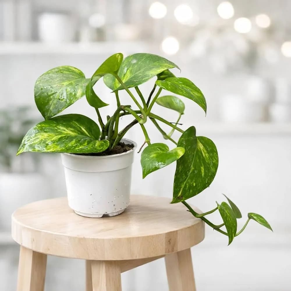 A potted variegated money plant sitting on a wooden stool, with trailing stems and vibrant green and yellow leaves.