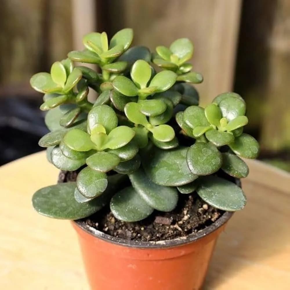 Crassula Ovata Jade Plant in Brown Pot - Image 2
