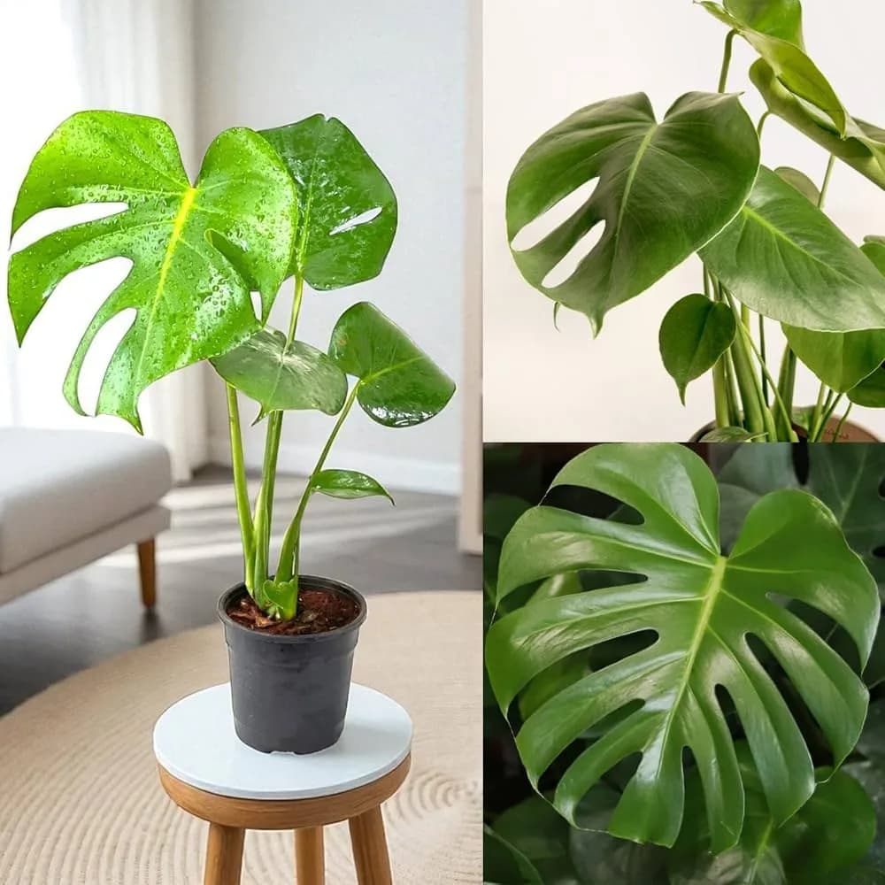 A healthy Monstera Deliciosa plant with signature split, glossy green leaves in a black plastic nursery pot on a stool.