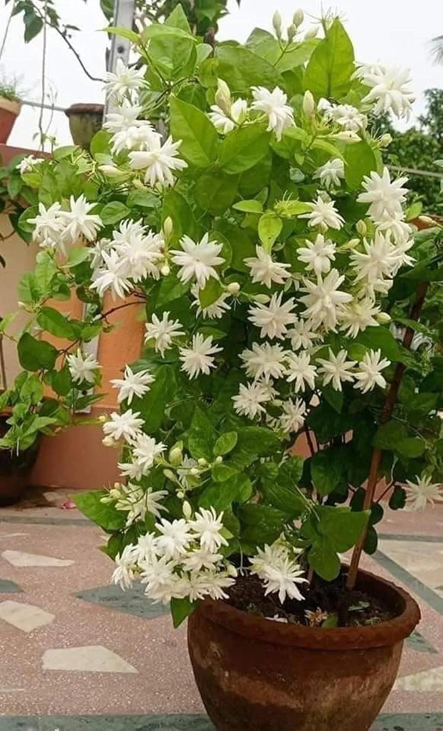 Full potted jasmine plant overflowing with many white blooms in a terracotta pot