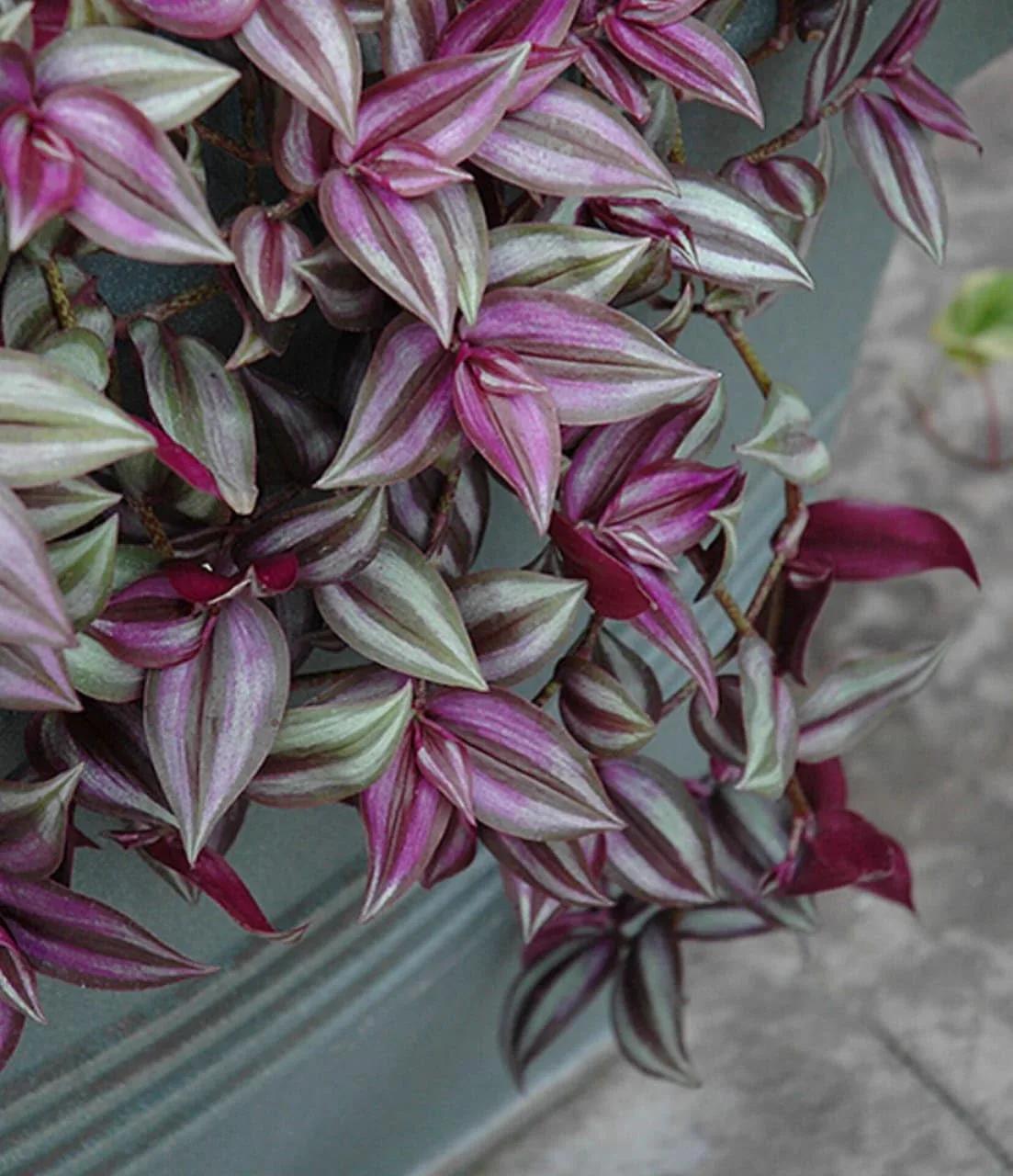Close up showing the striped purple and silvery-green leaves of a Tradescantia zebrina plant.