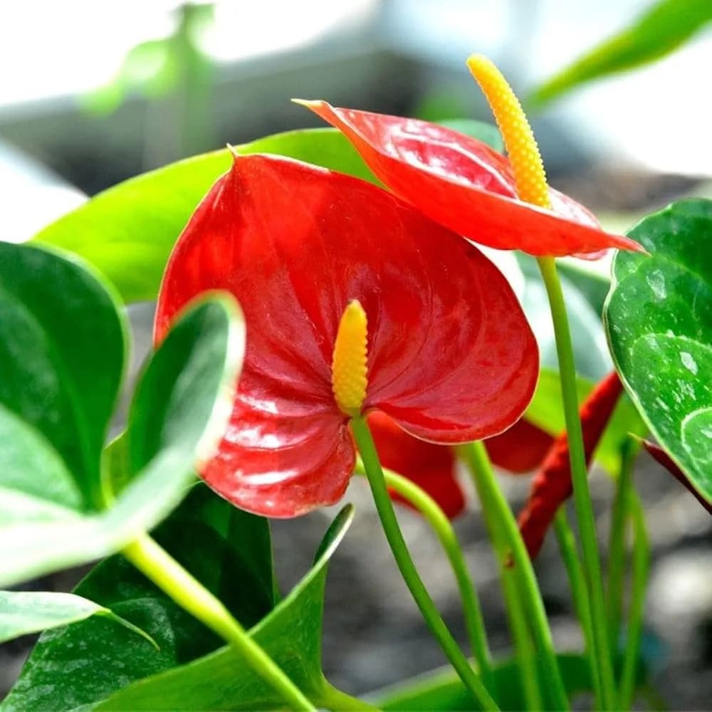 Close up of bright red heart-shaped Anthurium flowers with yellow spadix surrounded by green leaves.