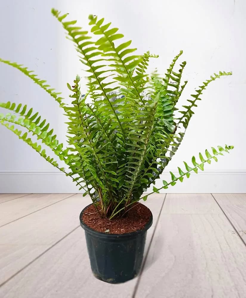 A young Boston Fern plant in a black plastic nursery pot on a light wooden floor.