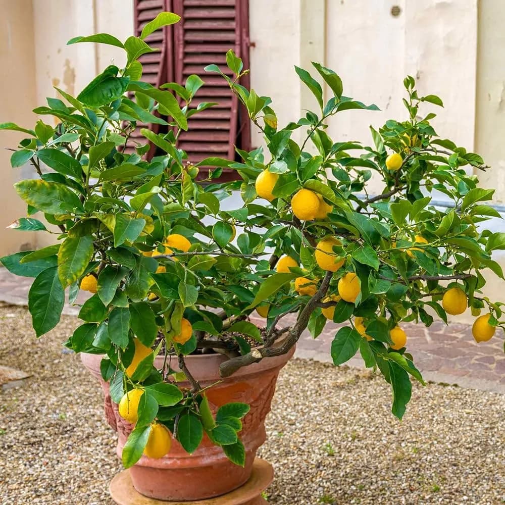 A mature potted lemon tree heavily laden with bright yellow lemons in a terracotta pot.