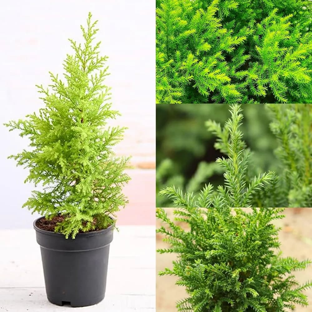 A small, conical Lemon Cypress plant in a black plastic pot, shown with close-up views of its bright green foliage