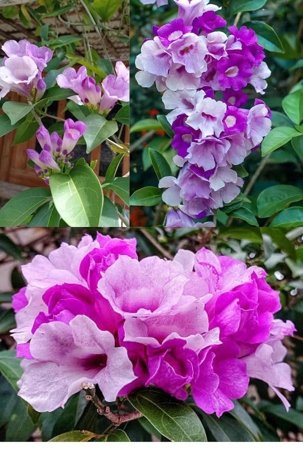 Collage showing different angles of bell-shaped purple flowers and green leaves