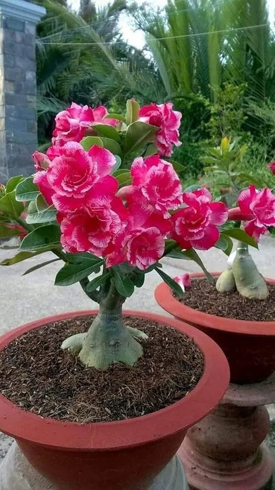 Double-petal Adenium plant in a round red terracotta pot with pink and white variegated flowers
