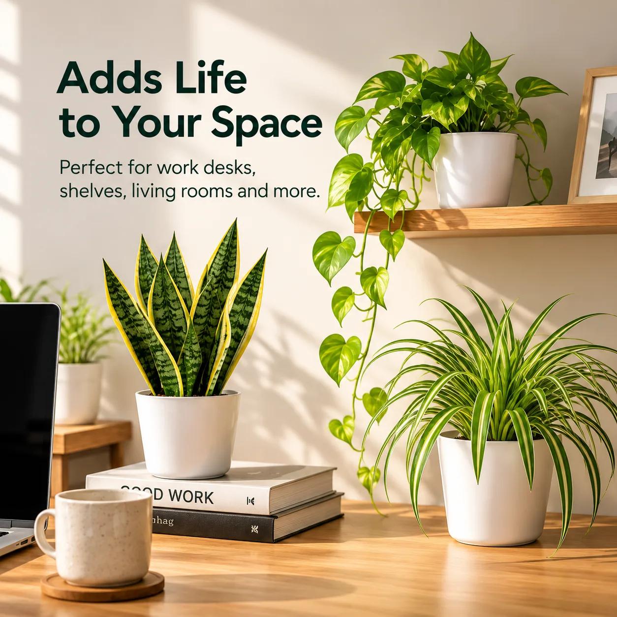 A desk setup featuring three potted plants: a Snake plant, a trailing Money plant, and a Spider plant in white pots.
