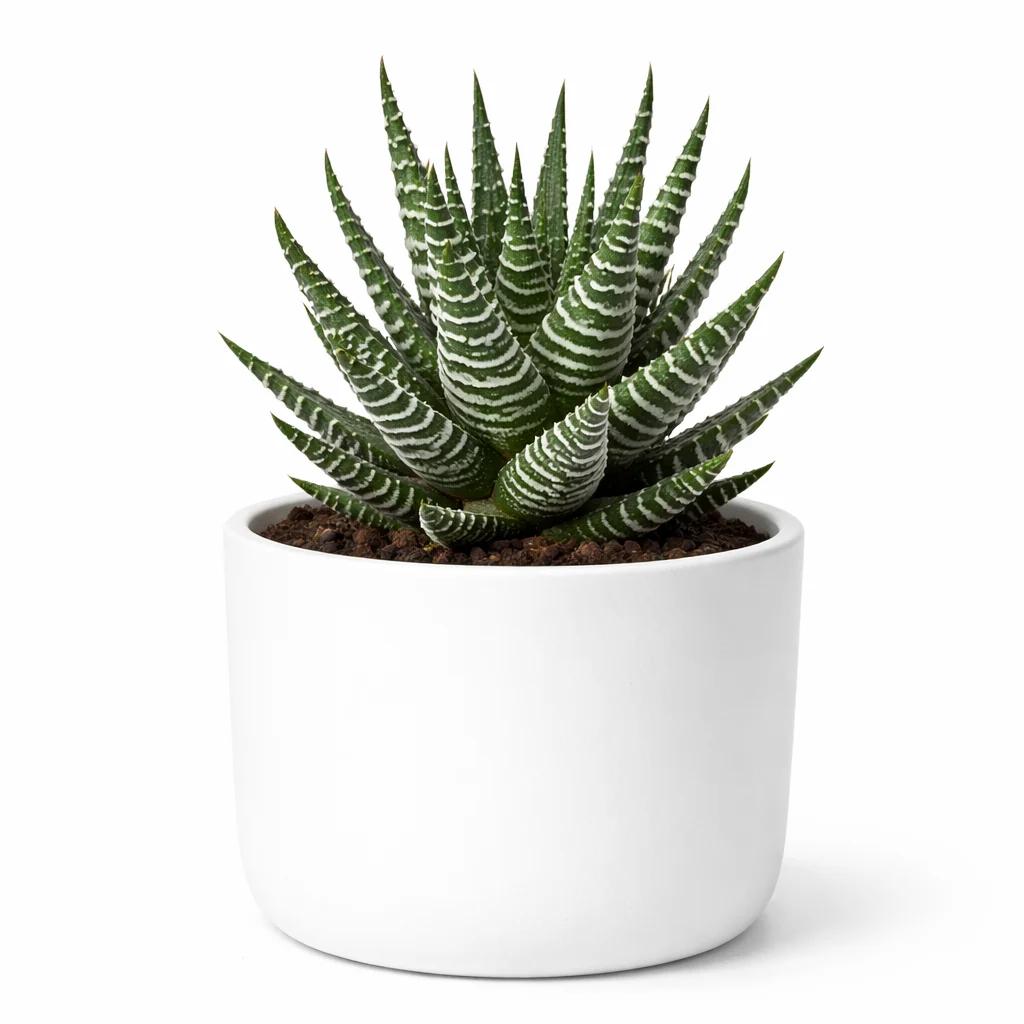 Zebra Haworthia Plant (Haworthia Fasciata) – Live Succulent Indoor Plant - Image 3
