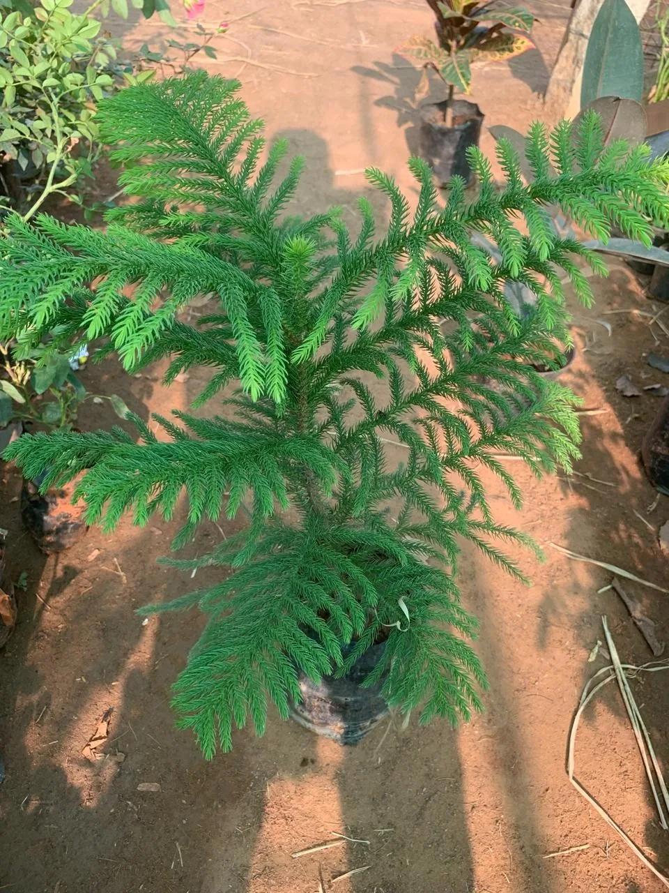 Full view of a young Araucaria cookii plant with symmetrical branches growing in a black plastic nursery bag.