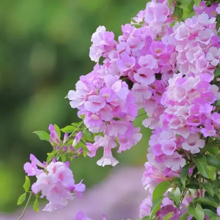 Close-up view of delicate light purple flower clusters blooming on a climbing vine