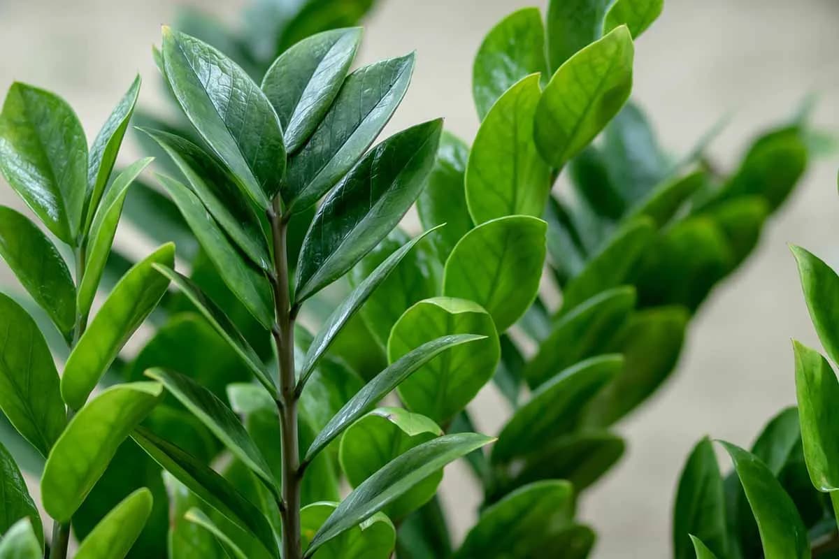 Close-up of the waxy, deep green leaves and stems of a ZZ plant.