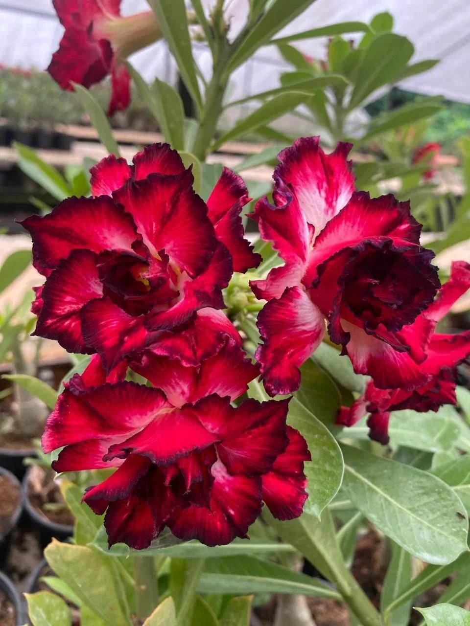 Close-up of deep red and white ruffled Adenium flowers with dark edges
