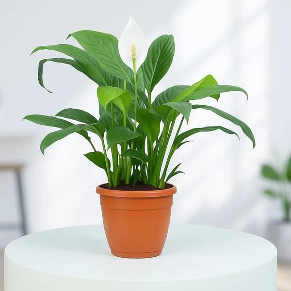 Peace Lily Plant |   (1 pc) - Image 2