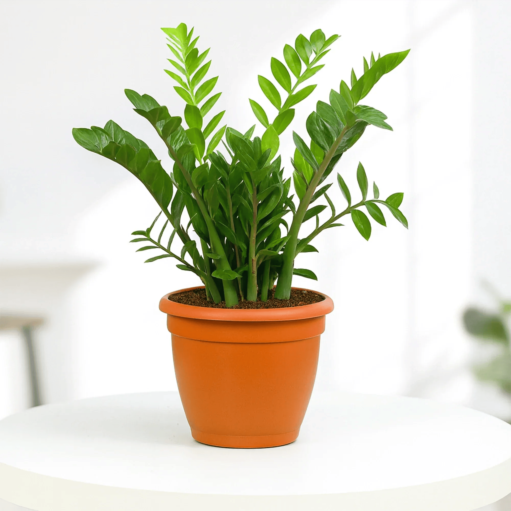 A healthy ZZ plant with glossy green leaves in a terracotta-colored plastic pot on a white table.