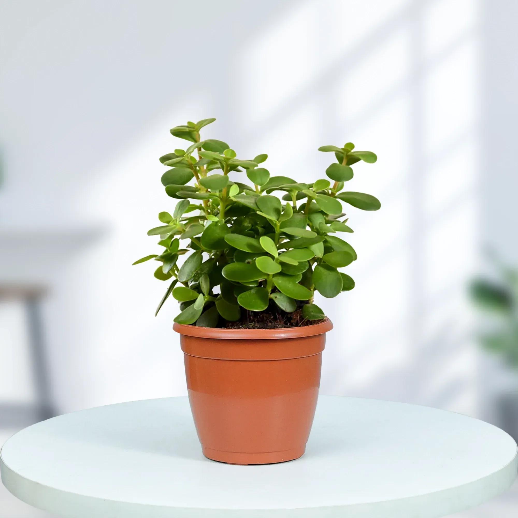 A small green Jade plant in a brown plastic pot, sitting on a white circular table.