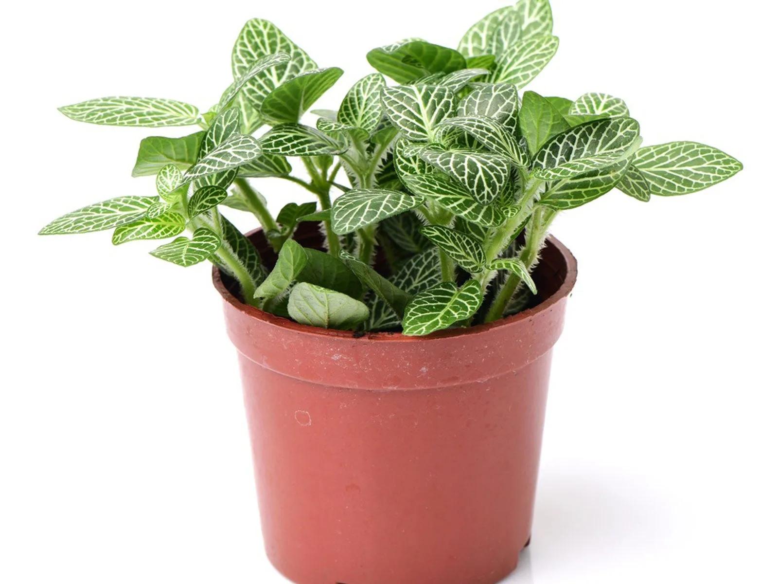 A small Fittonia nerve plant in a simple brown plastic pot against a white background.