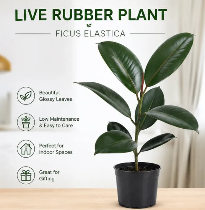 Rubber Plant | indoor live plant |   (1 pc) - Image 2
