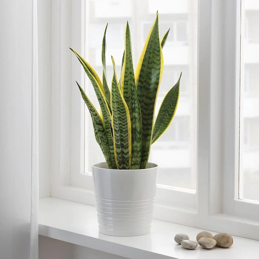 Snake Plant - Image 3