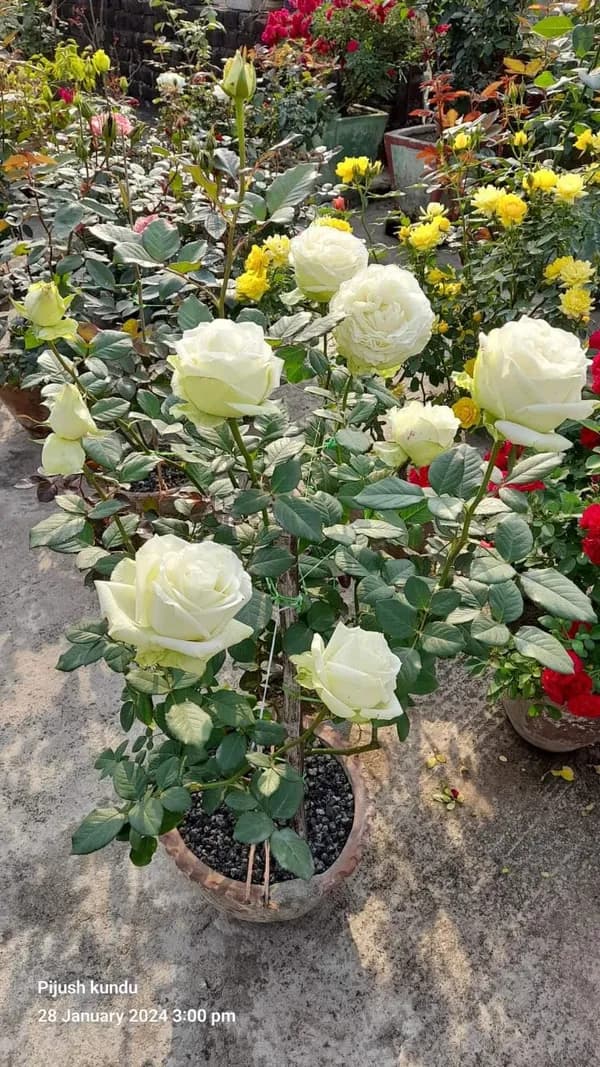 A full-length view of a potted white rose plant standing in a garden with several blooming flowers and healthy green leaves.