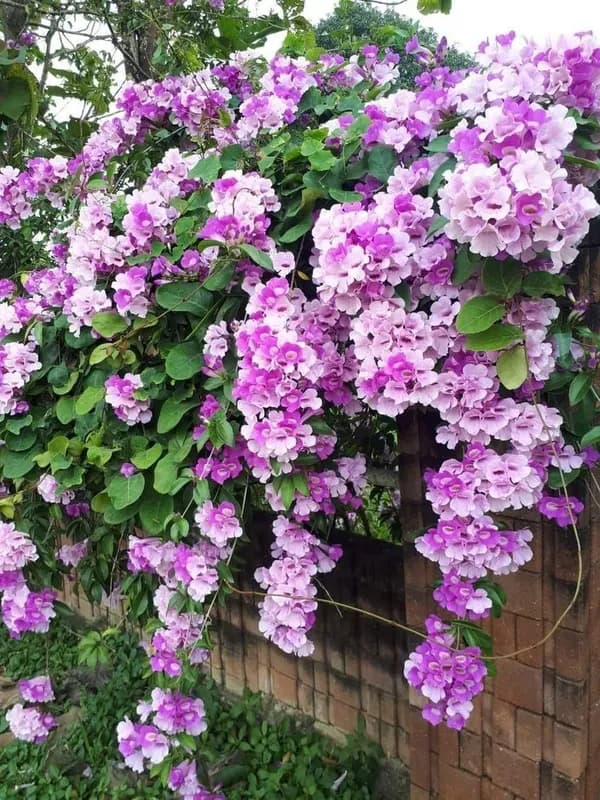 Clusters of purple and pink trumpet-shaped flowers cascading over a brick garden wall