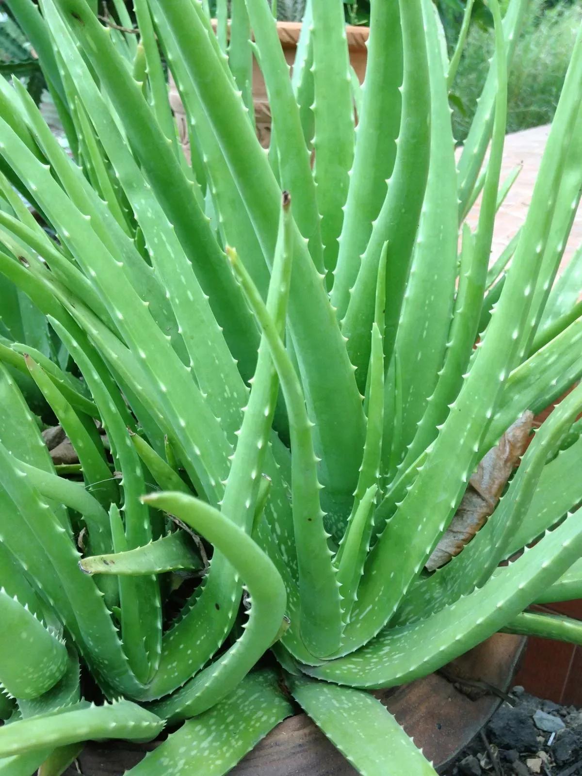 Close-up of a lush green Aloe Vera plant with serrated leaves growing in a pot.