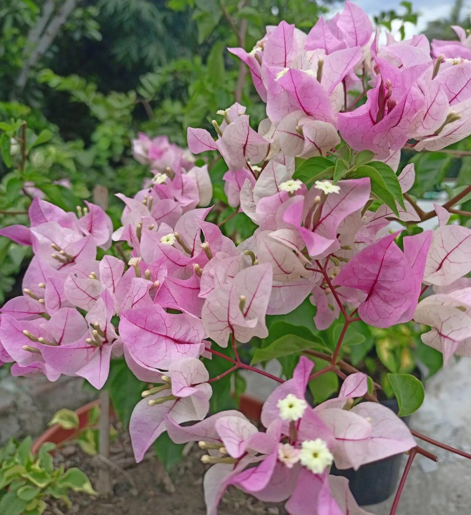 Close up of pink and white variegated bougainvillea bracts with small yellow flowers.