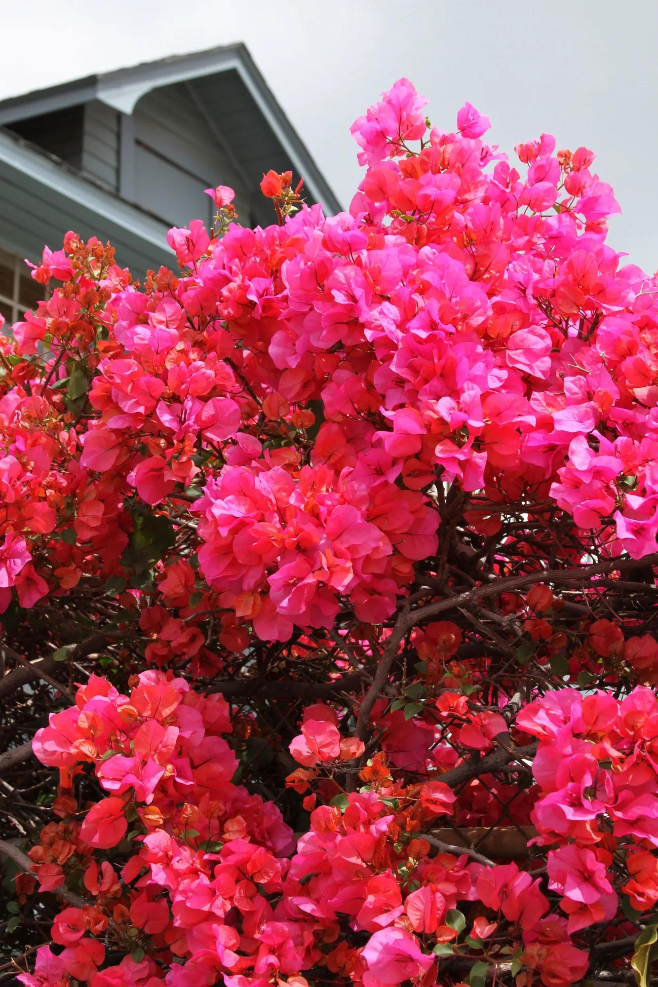 A large, lush bougainvillea bush covered in masses of hot pink flowers in front of a house roof.