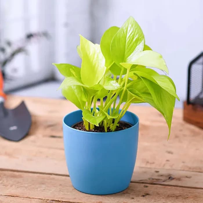 Golden Money plant with bright yellow-green leaves potted in a blue container on a wooden surface
