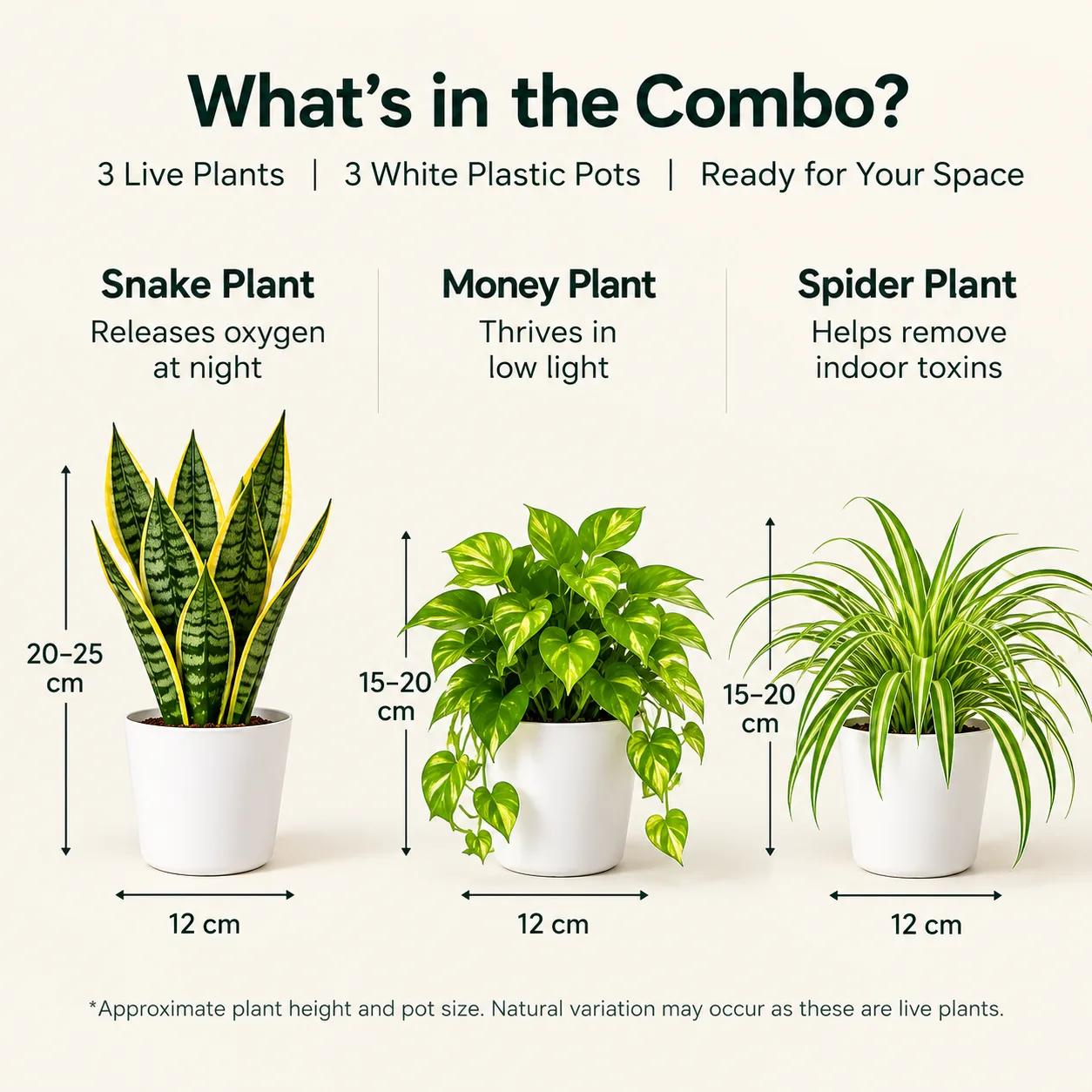 An infographic showing the height of the three plants ranging from 15 to 25 cm with a standard pot diameter of 12 cm.