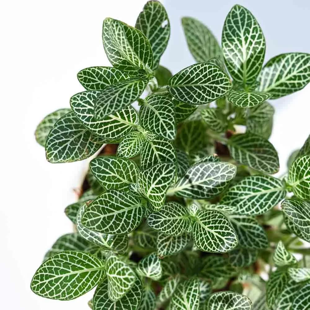 Top-down view of a Fittonia plant showing lush green leaves with intricate, bright white veining.