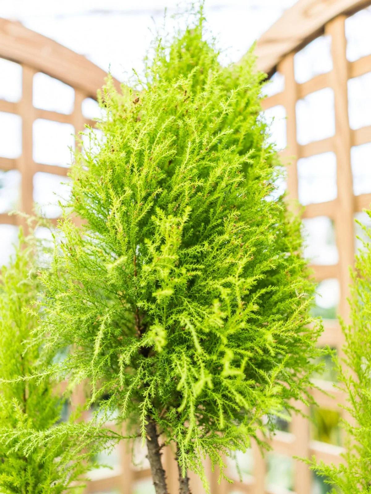 Lemon Cypress Conifer Plant