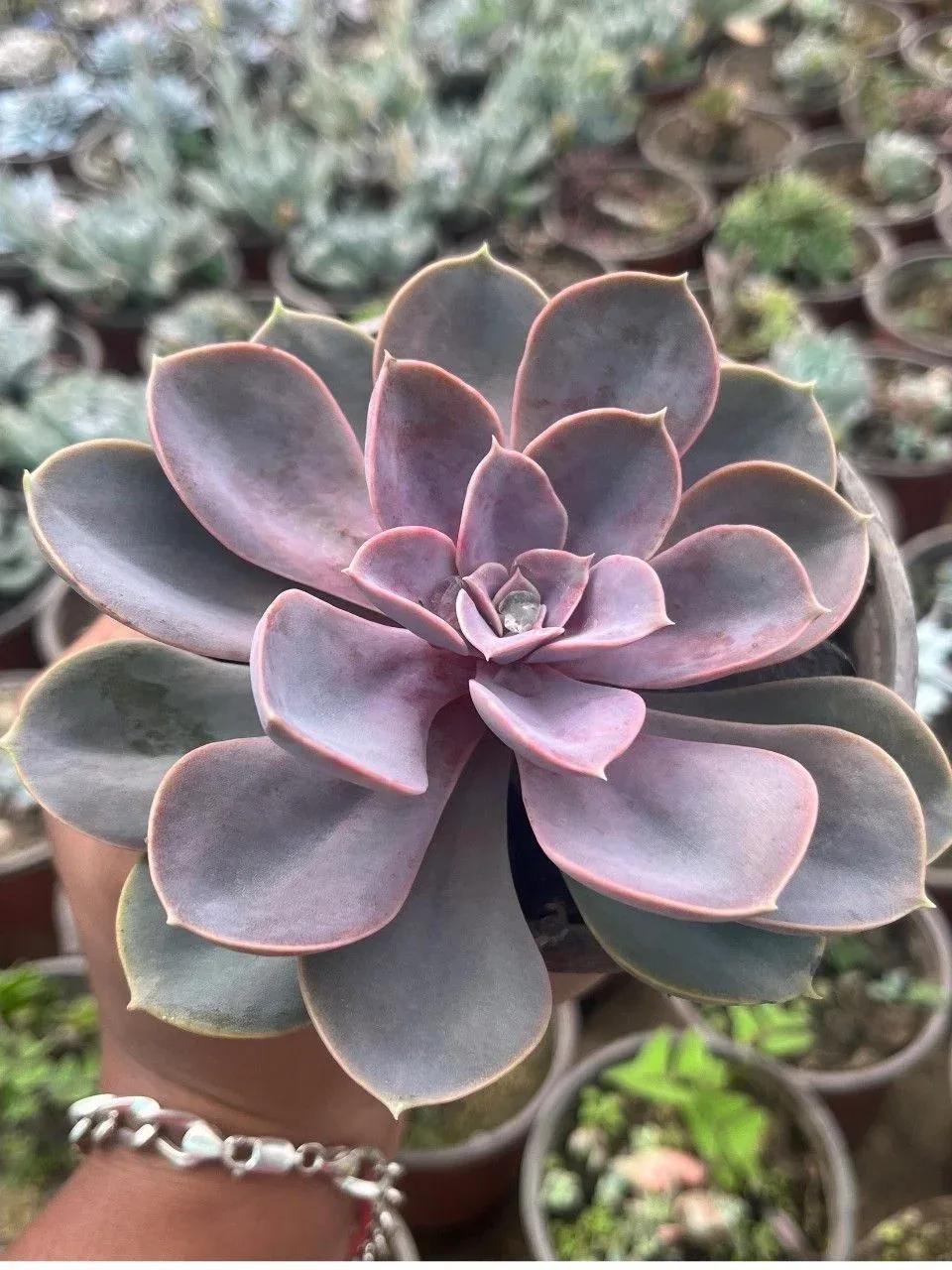 Close-up of a purple-toned Echeveria succulent held in a hand with a silver bracelet, with a water droplet in the center.