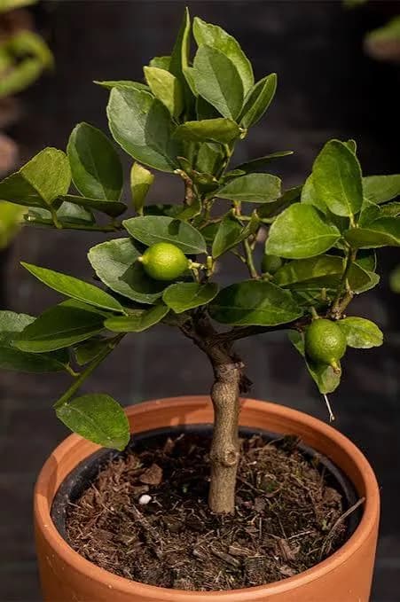 A close-up of a young lemon tree sapling with small green lemons growing in a terracotta pot.
