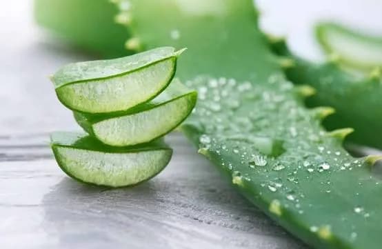 Freshly sliced pieces of Aloe Vera leaf showing the clear gel inside.