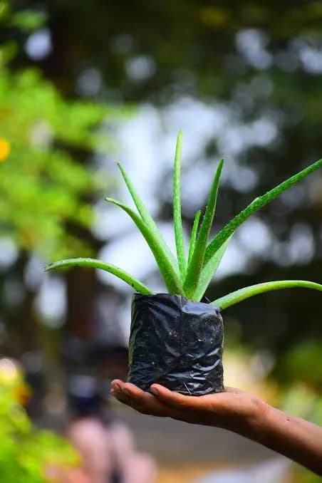 Small Aloe Vera plant in a black plastic nursery bag held in a person's hand.