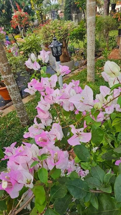 A blooming bougainvillea plant with soft pink and white flowers growing in a garden setting.
