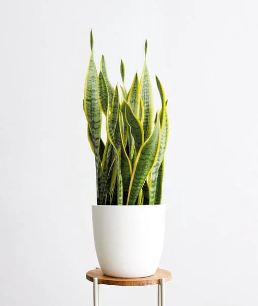 Snake Plant - Image 2
