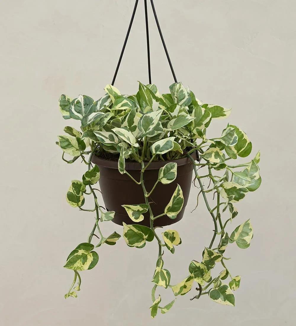 Variegated N'Joy Pothos plant with heart-shaped leaves in a brown plastic hanging pot against a plain background.